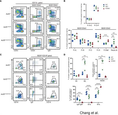 Impaired tissue homing by the Ikzf3N159S variant is mediated by interfering with Ikaros function